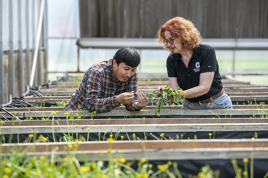 A man and a woman examine dandelion plants in a greenhouse