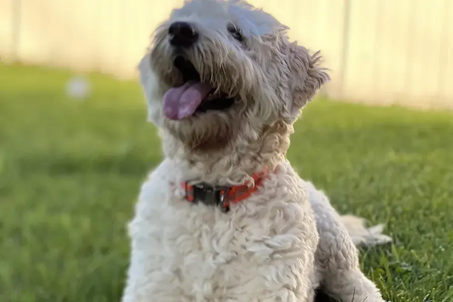 White dog sitting in the grass looking up