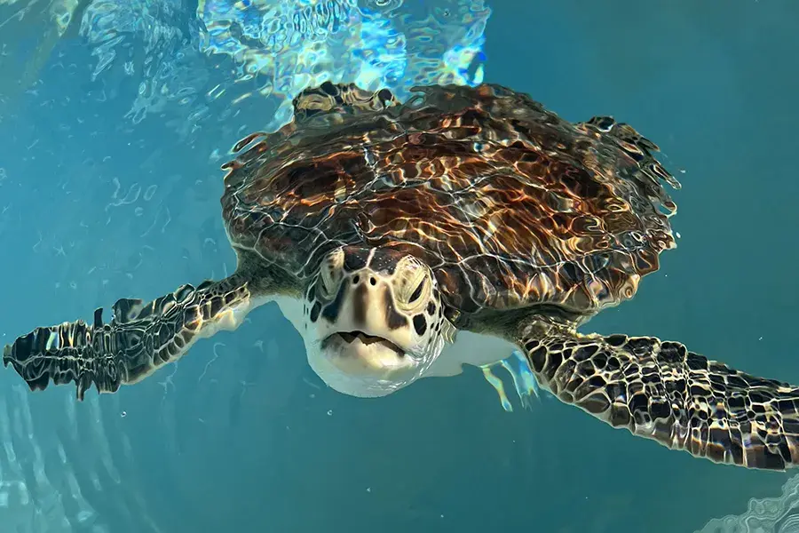 Sea turtle swims in blue water