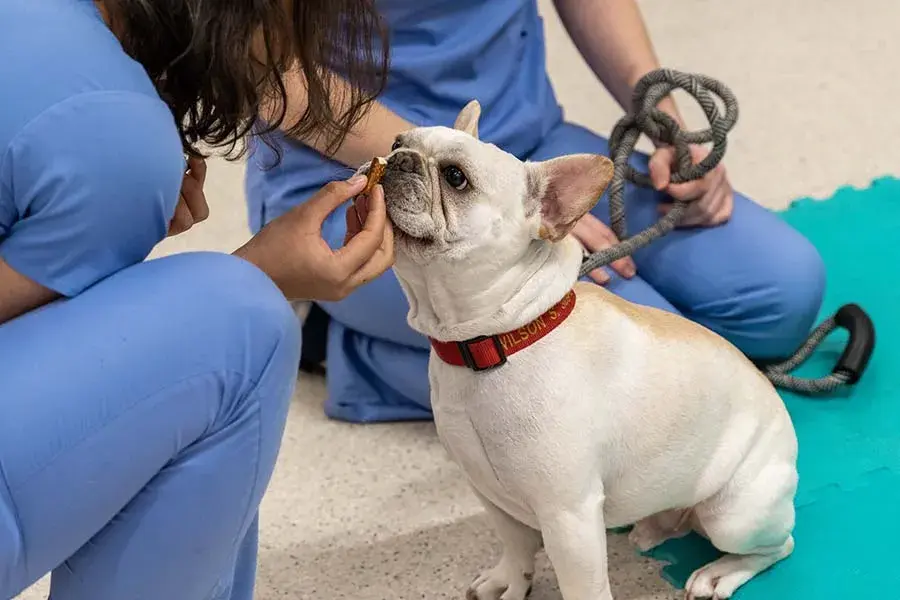 A veterinarian wearing blue scrubs holds a dog treat in front of a white dog who is sitting.