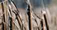 Much Ado About Marshes