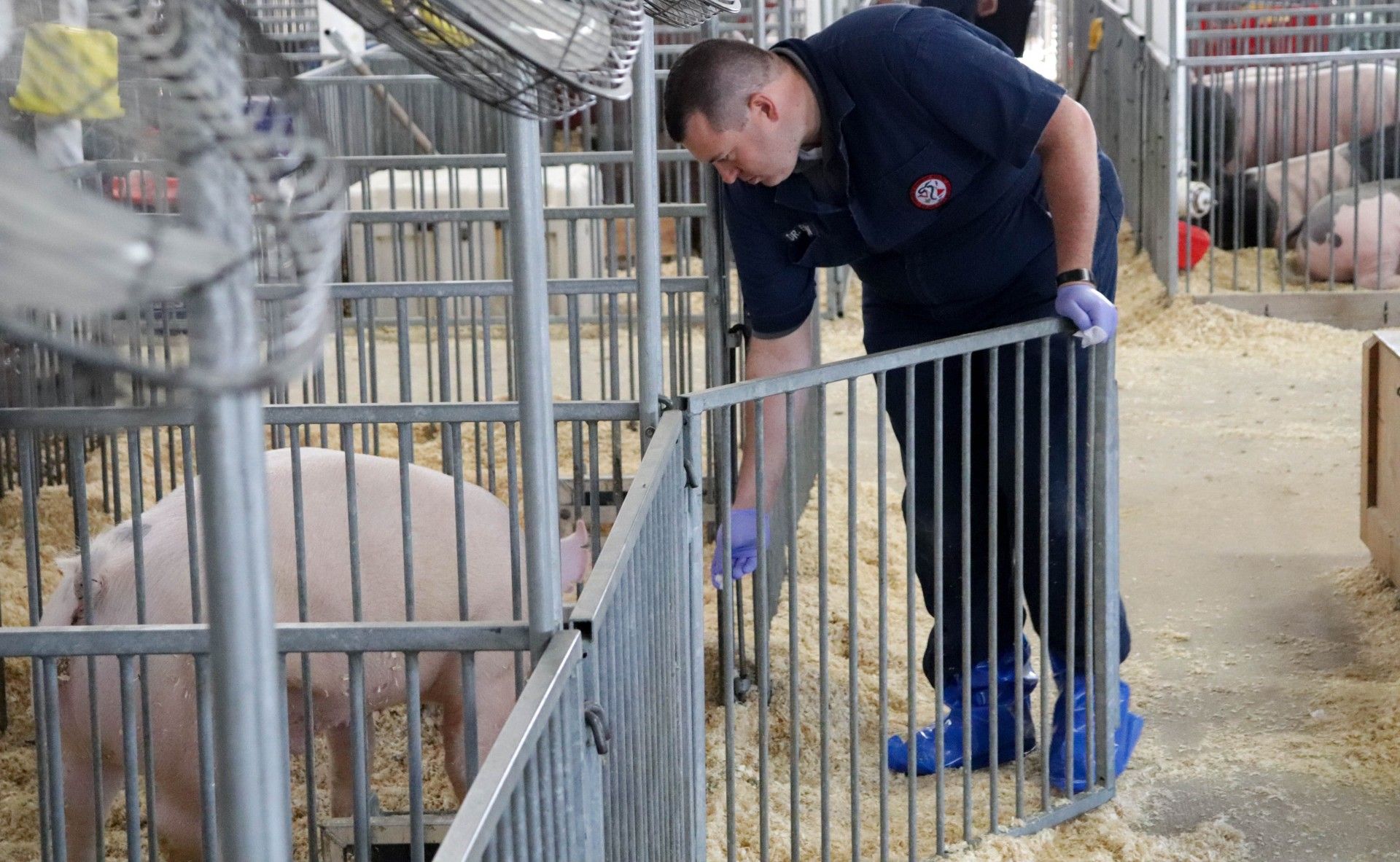 Ohio State Associate Professor of Veterinary Preventive Medicine Andrew Bowman examines a pig.