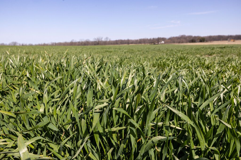 crops
