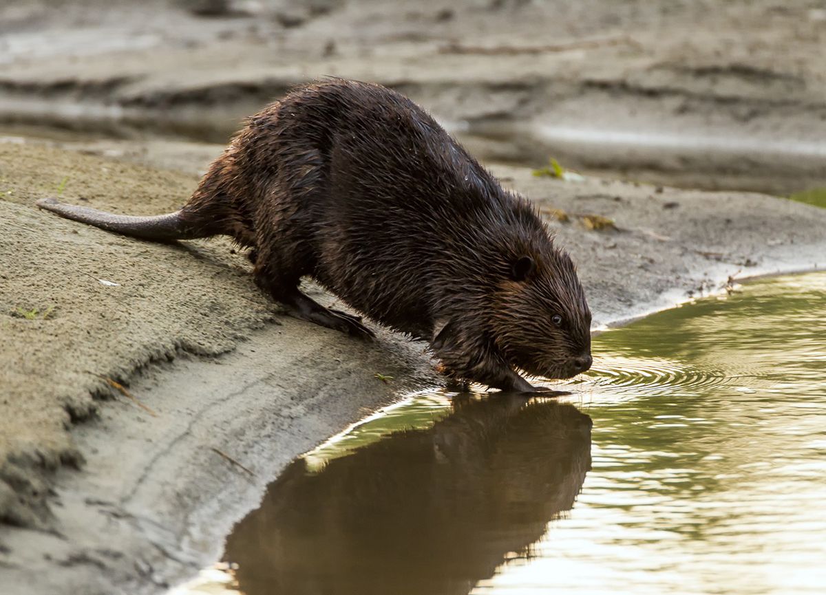 A beaver drinks water from a stream.