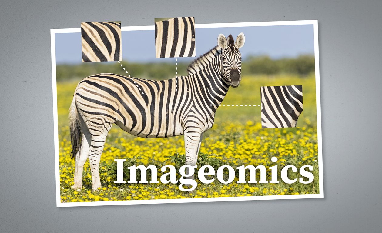 Thumbnail of the Imageomics video with a Zebra