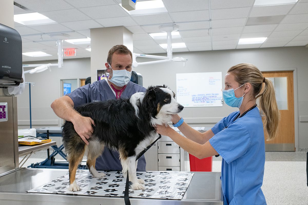 Two veterinarians treat a dog that is standing on a table