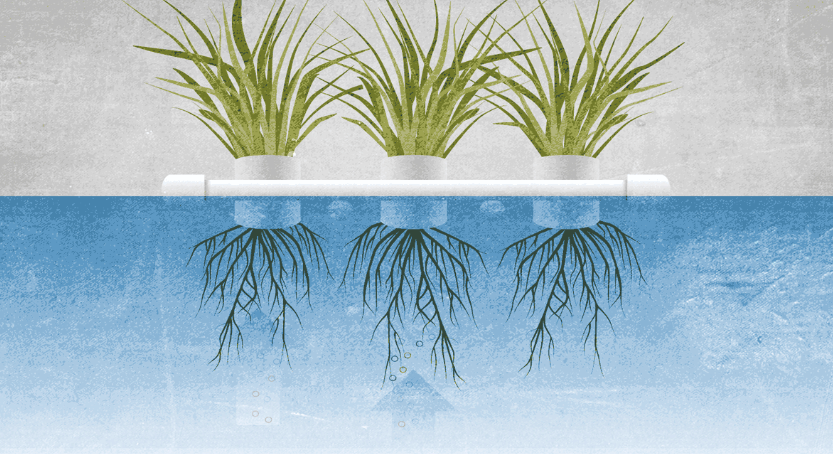 An illustration of plants floating in water.