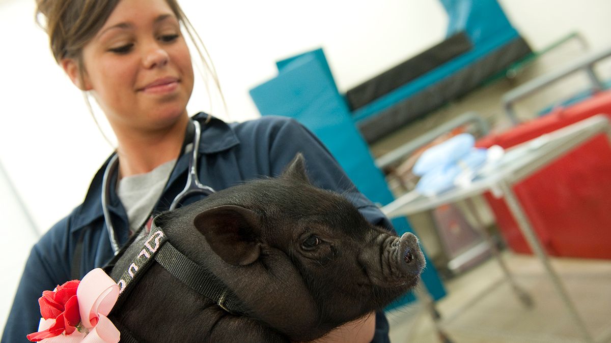A researcher hold a black pig.