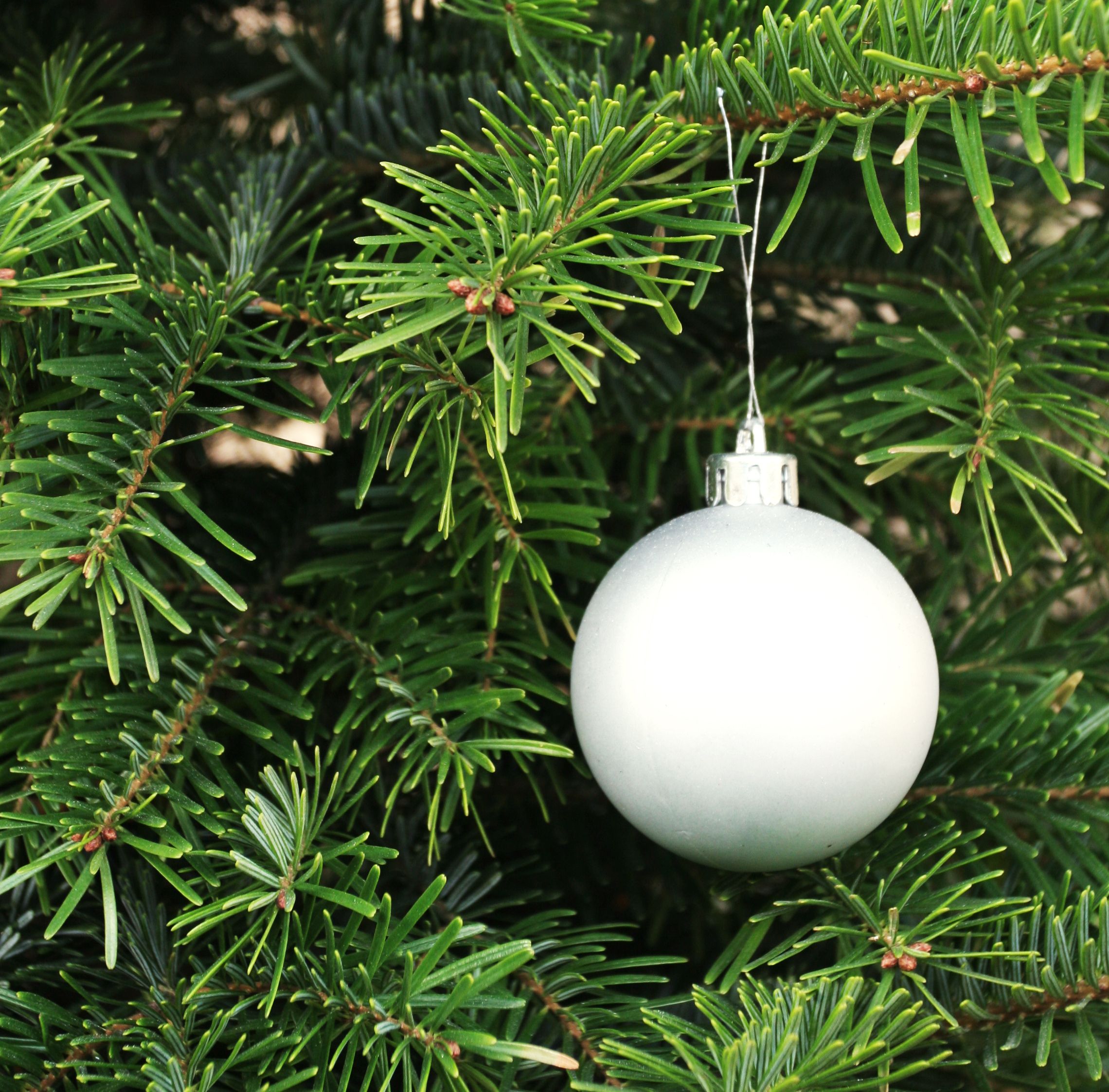 An ornament hangs on a Christmas tree.