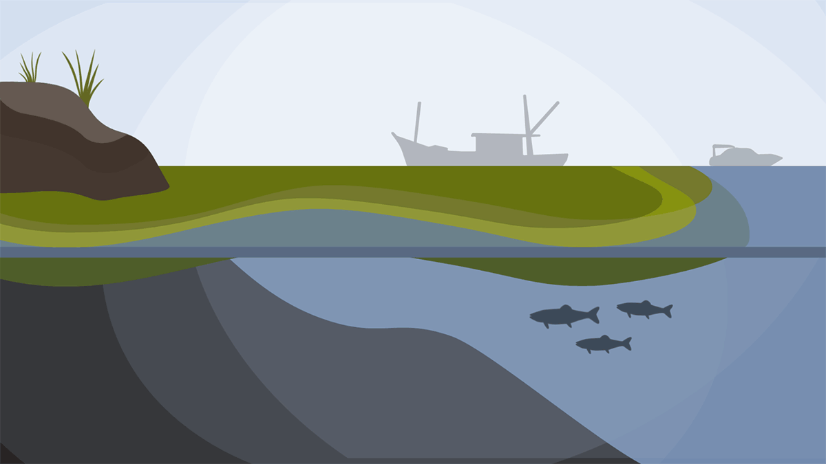 An animation showing algal blooms in a lake with fish