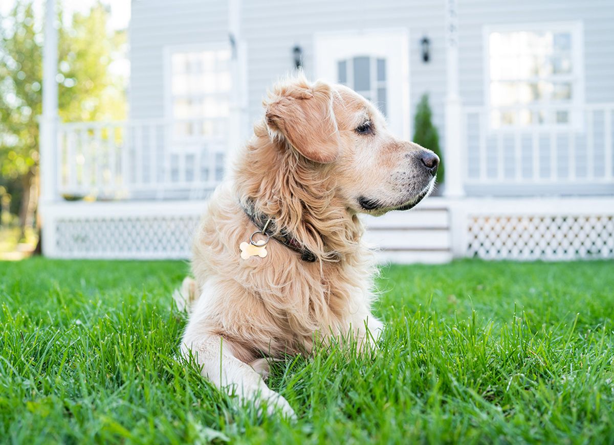 A dog sits in the lawn with a house in the background