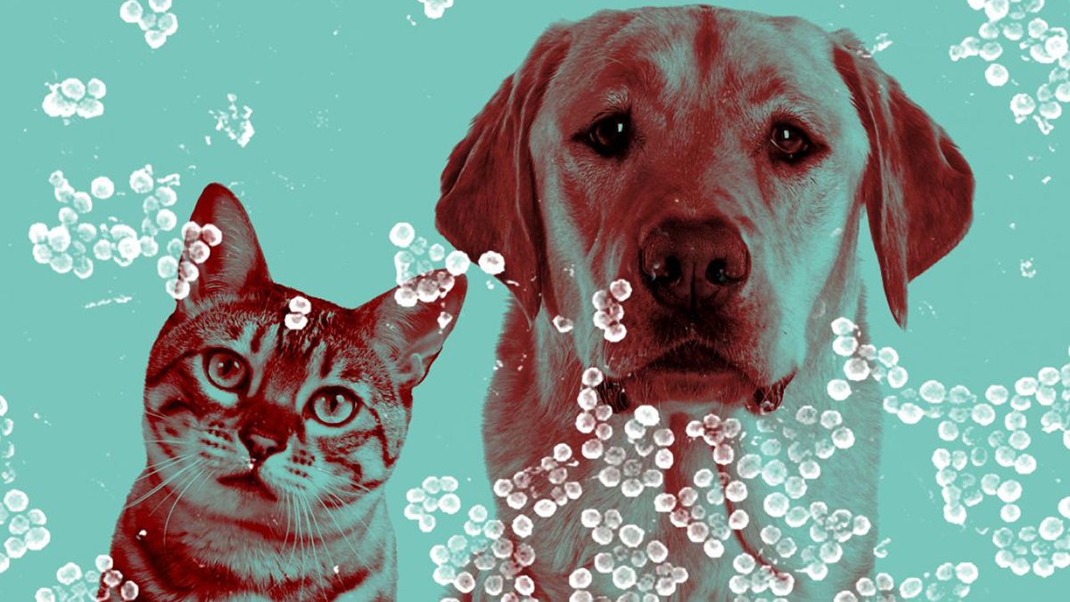 A cat and a dog with an image of bacteria overlaid on he image.