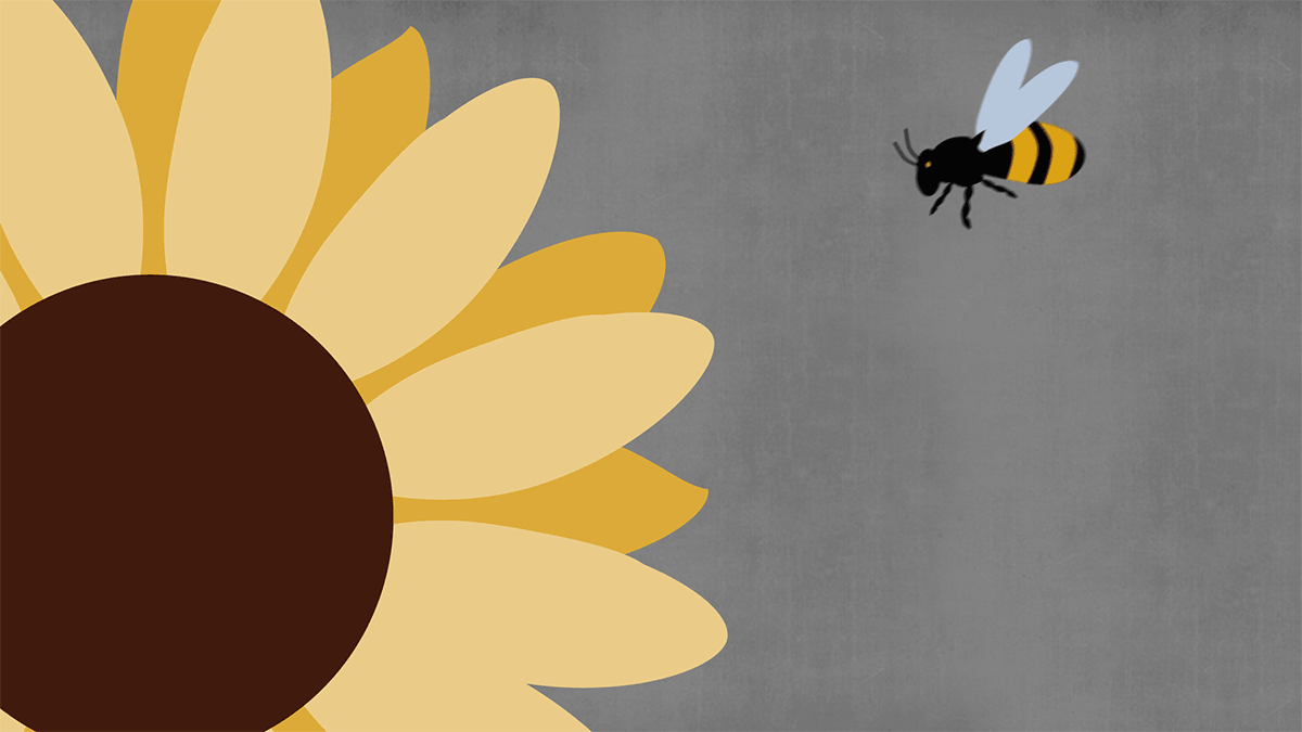 Bee flying around sunflower
