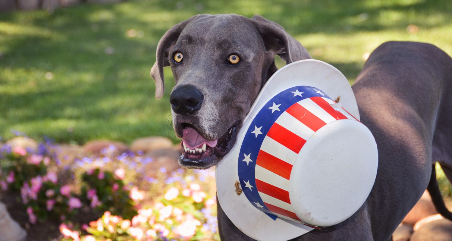 A dog with a red, white and blue hat.