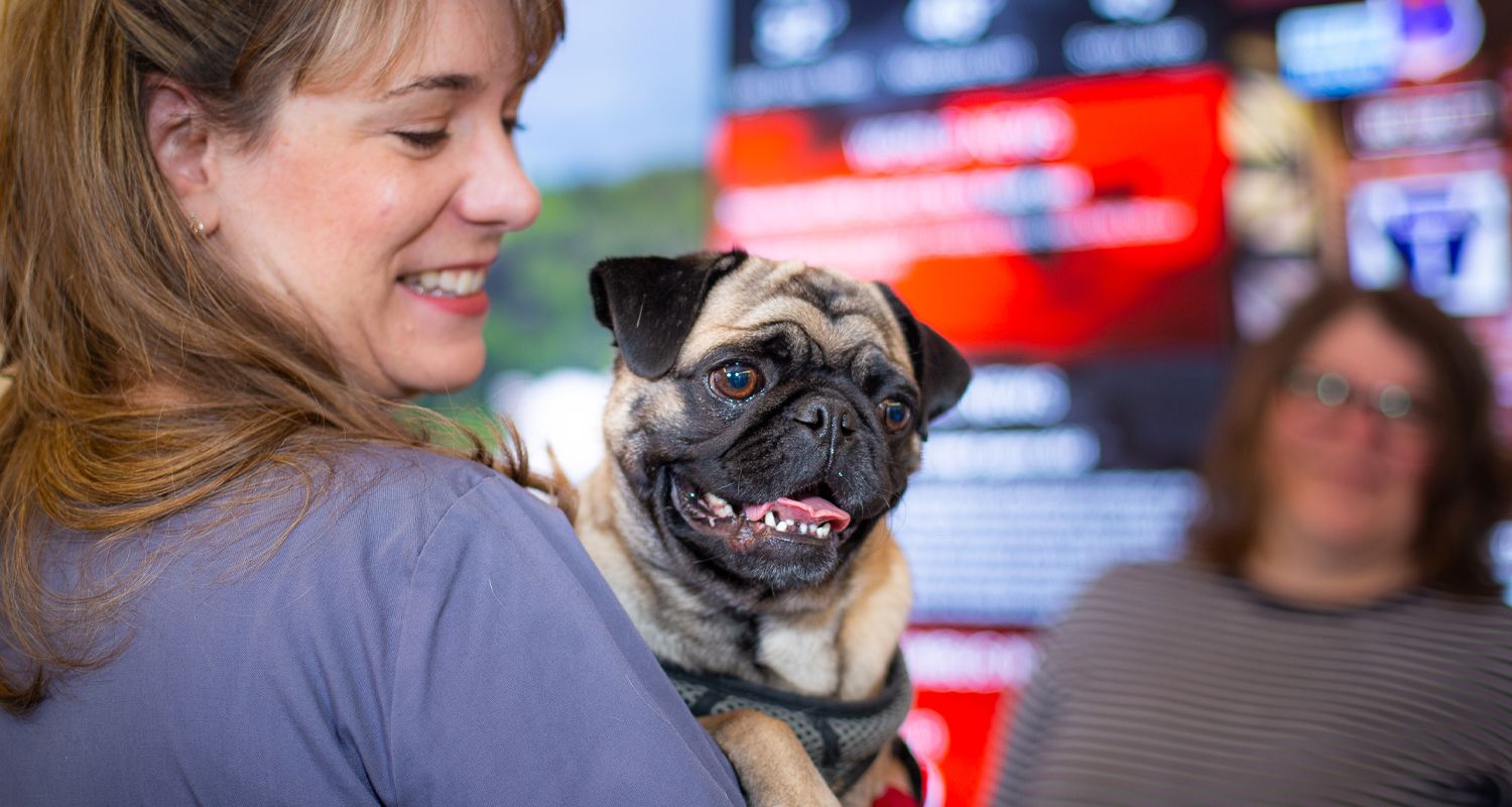 Veterinary nurse holding a smiling Pug Dog, Veterinary Medicine, The Ohio State University © 2019