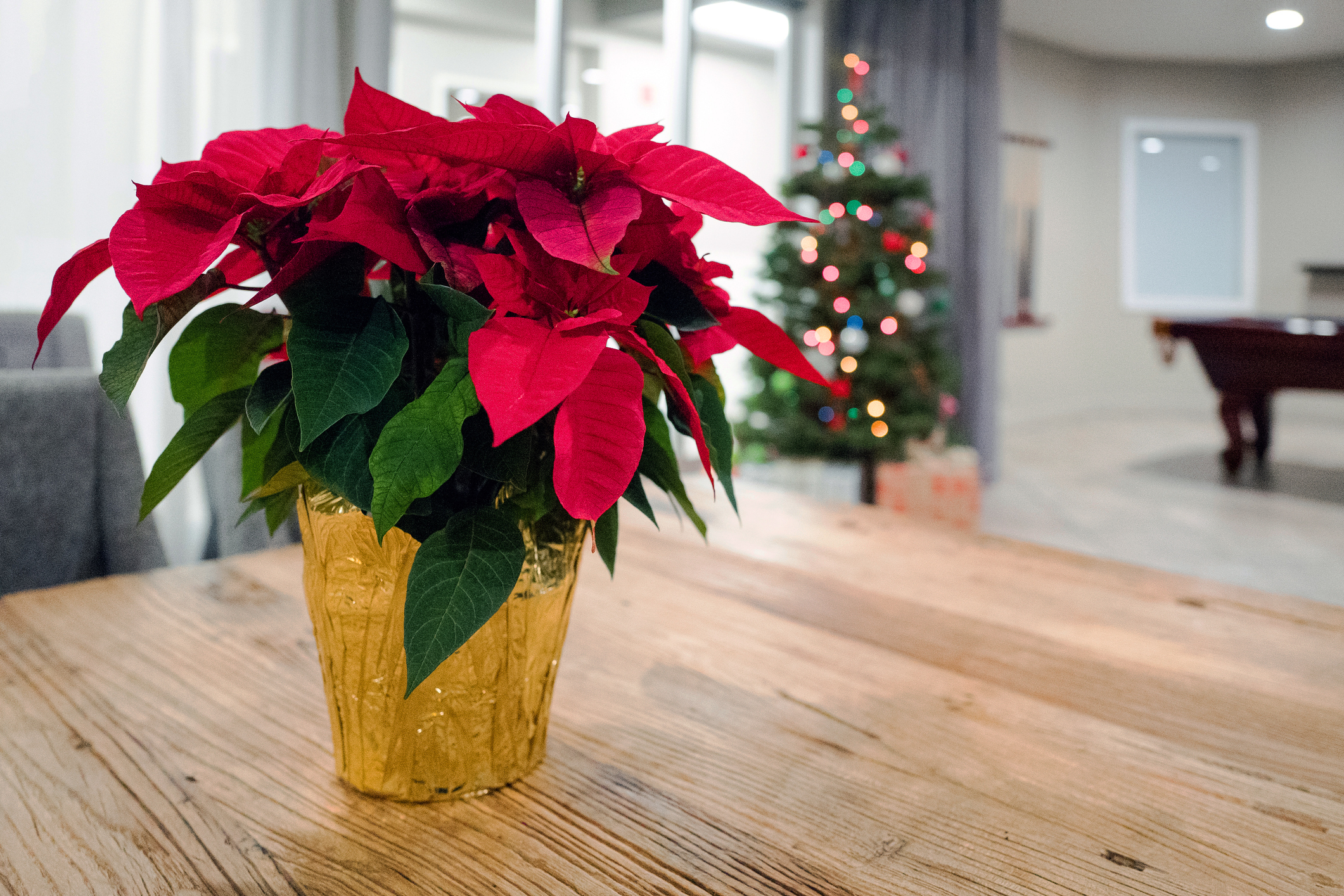 Poinsettias in the foreground with a lit up Christmas tree in the background