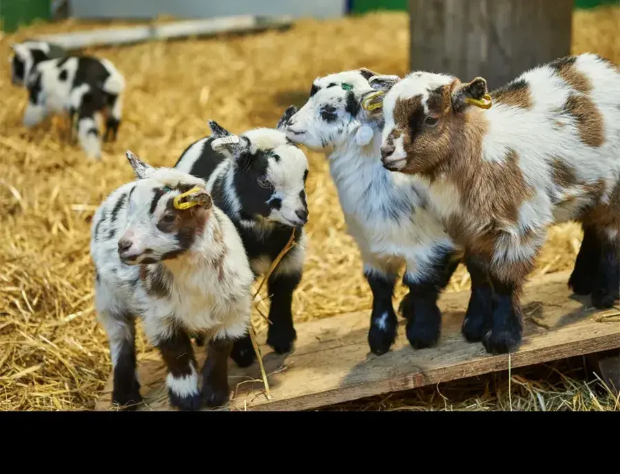 four baby goats
