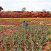 Crops are planted in the Child Legacy International gardens in Malawi. (Photo by Ben Belfort)