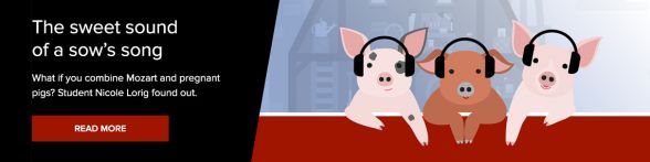 Researching the Effects of Classical Music on Farmed Pigs